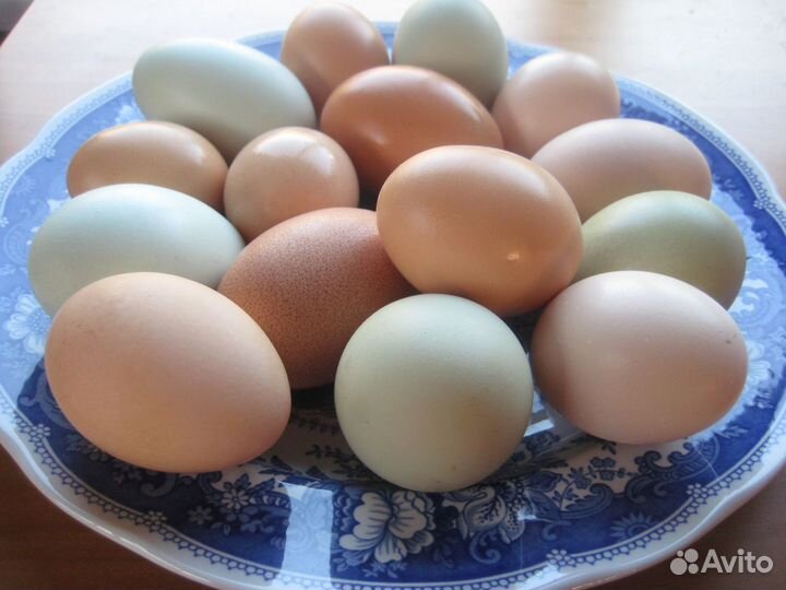 Яйцо домашнее