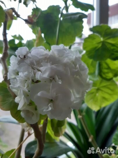 Комнатные цветы и черенки в ассортименте