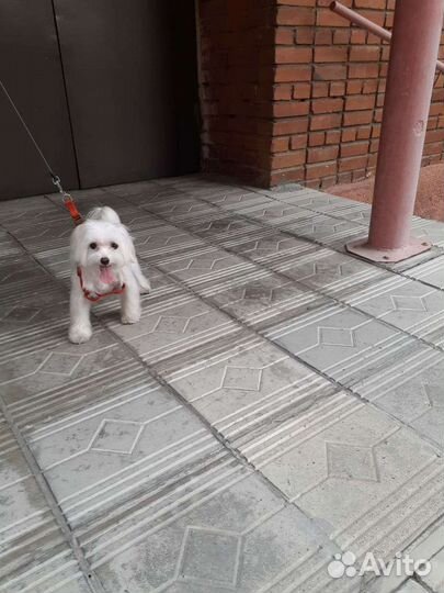 Девочка ищет мальчика для вязки