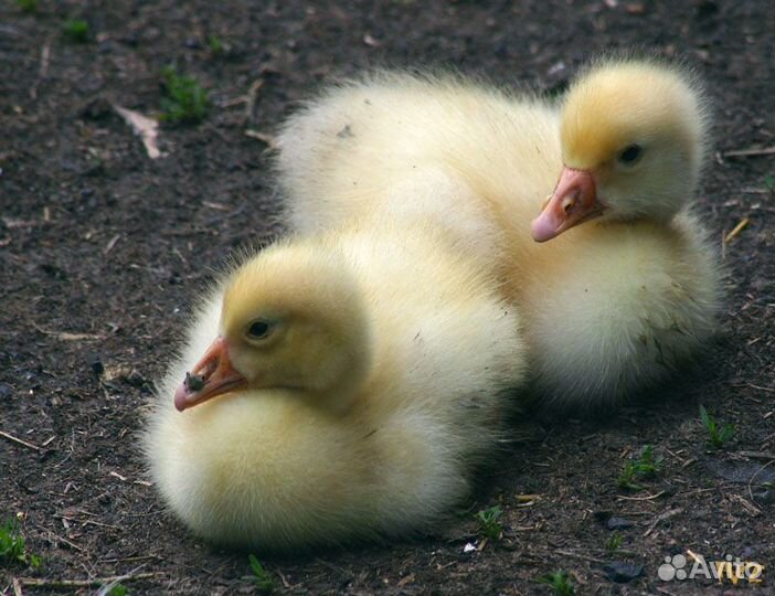 Гусята домашние