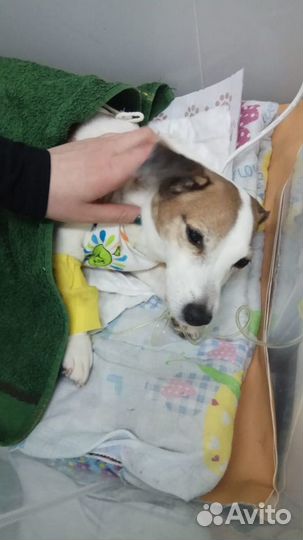 Ветеринарный врач на дом