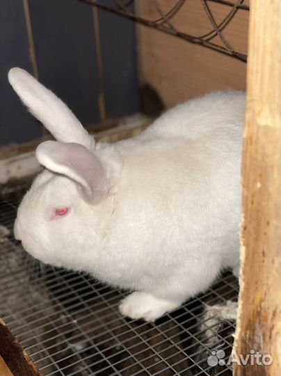 Кролики мясных пород