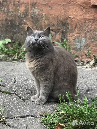 Кот в добрые руки