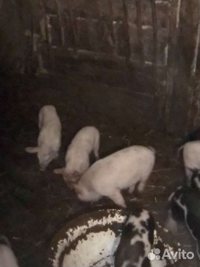 Поросята
