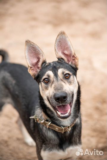 Джой ждёт свою семью