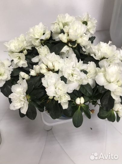 Антуриумы и другие комнатные цветы