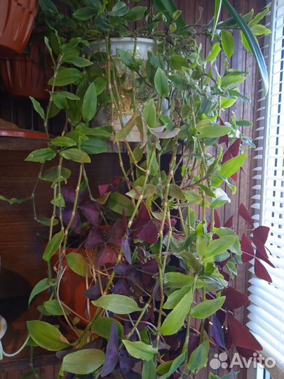 Фикус, традесканция, плектрантус, гиппеаструм