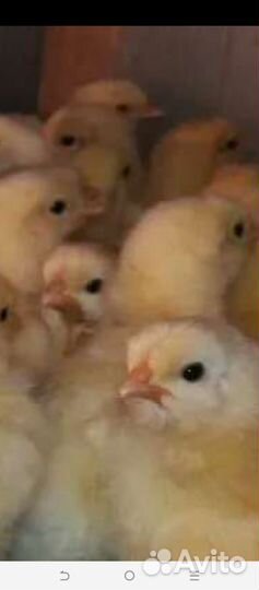 Цыплята бройлеры кооб 500