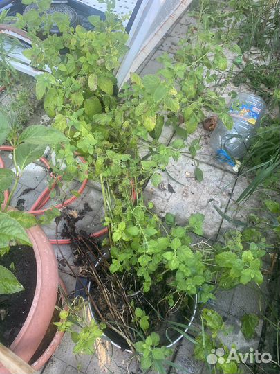 Мелисса лимонник огромный куст