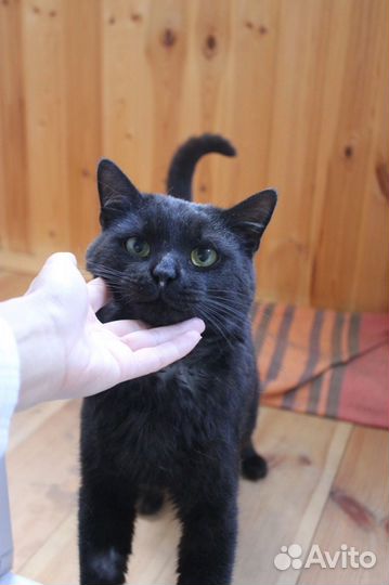Черный кот не обормот)