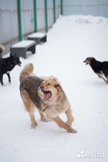 Собака охранник