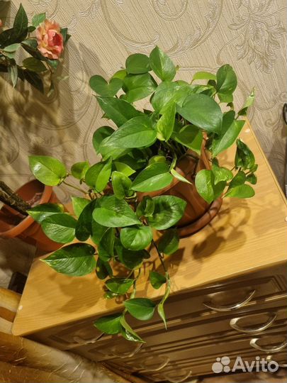 Комнатные растения лиана