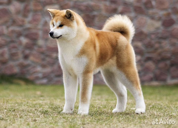 Продажа собаки