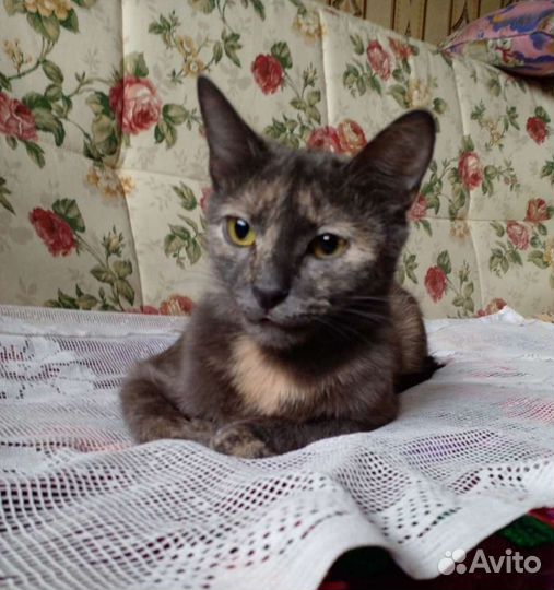 Стерилизованная молодая кошечка в квартиру, 9 мес