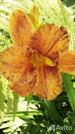 Лилейник деленки