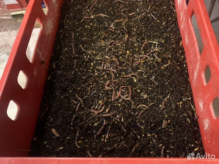 Червь дендробена