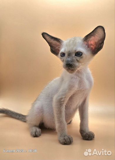 Ориентальная