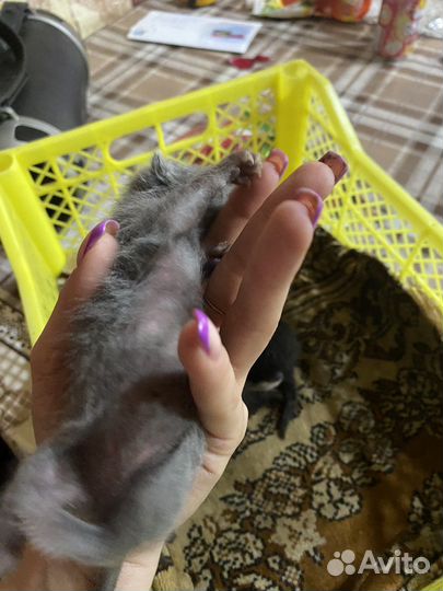 Домашние животные