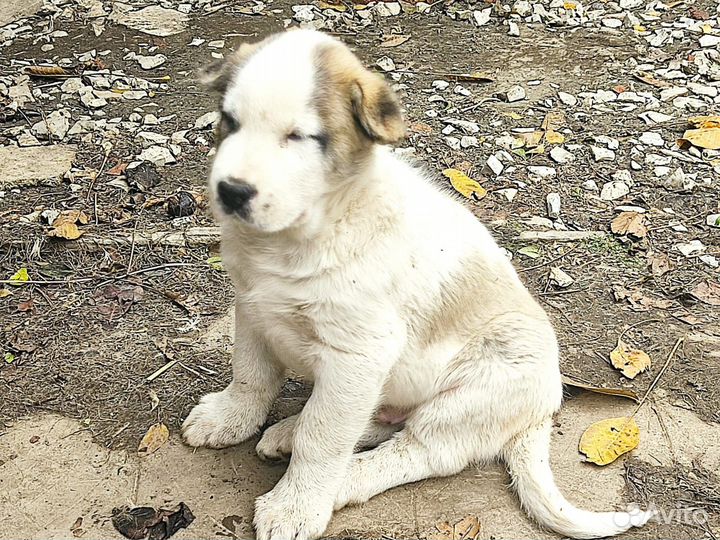 Продаю щенка