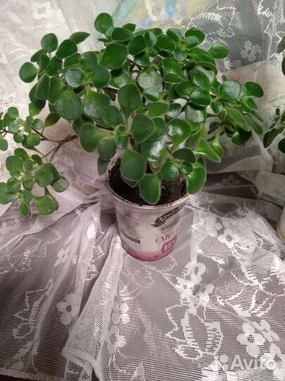 Цветы для дома