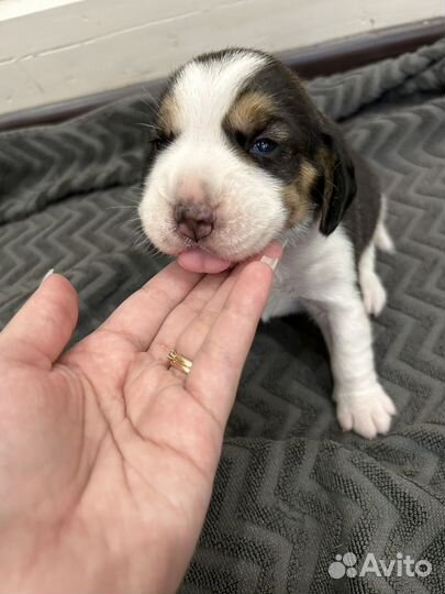 Щенки бигль