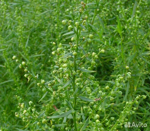 Тархун (эстрагон),душица, мята, тимьян, ревень
