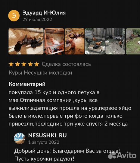 Куры несушки с доставкой