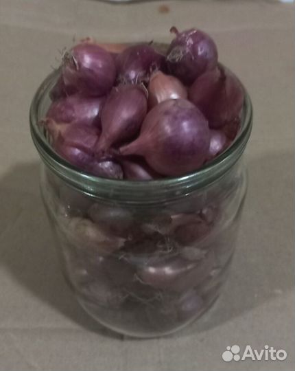 Лук севок 8 сортов