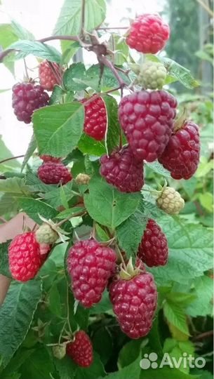 Ремонтантная малина