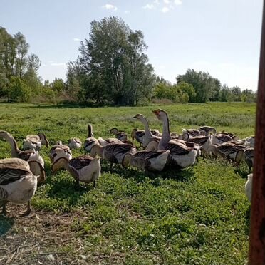 Холмогорские гуси