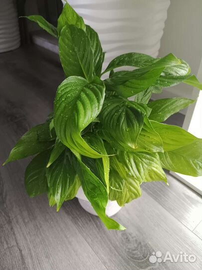 Спатифиллум