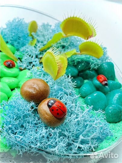 Композиция с венериной мухоловкой