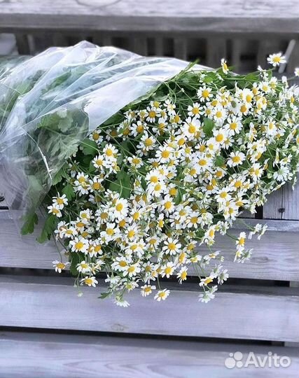 Букеты ромашек