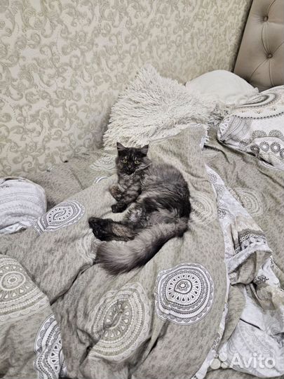Кошка в дар