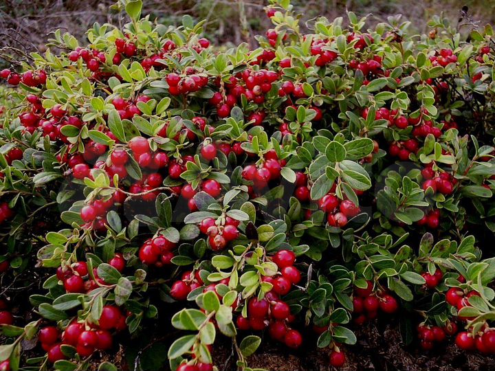 Дача 42 м² на участке 6,4 сот.