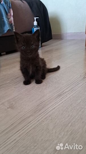 Британские котята