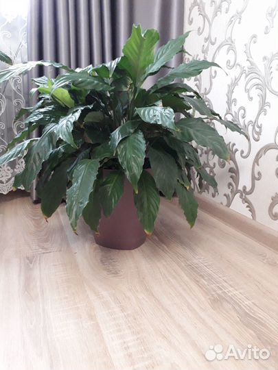 Спатифиллум