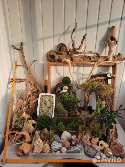 Мох, коряги, папоротник, камни