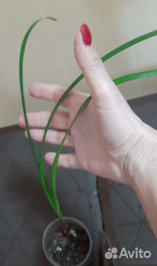 Цветы разные