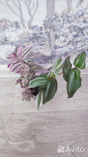 Традесканции