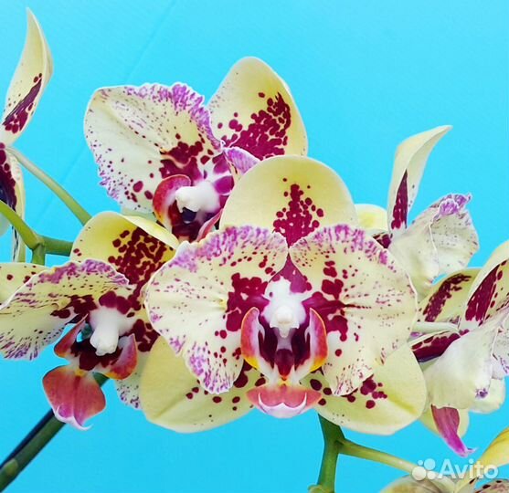 Орхидея фаленопсис PF- 5018