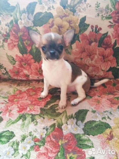Щенок чихуахуа