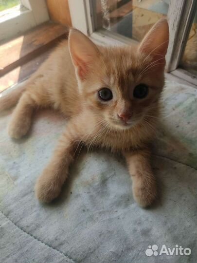Котята 2 месяца