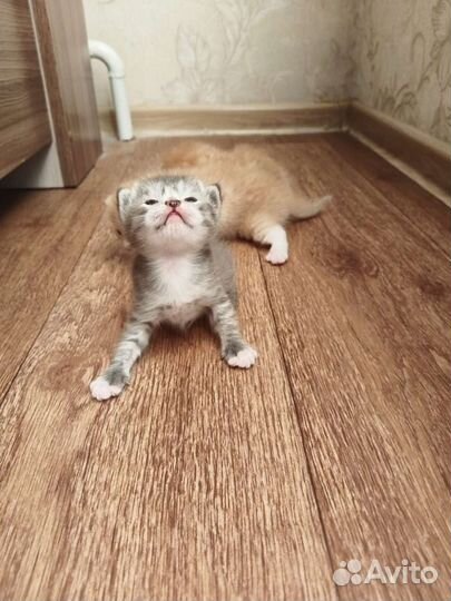 Отдам в добрые руки красивых котят