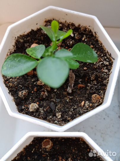 Мурайя сеянцы