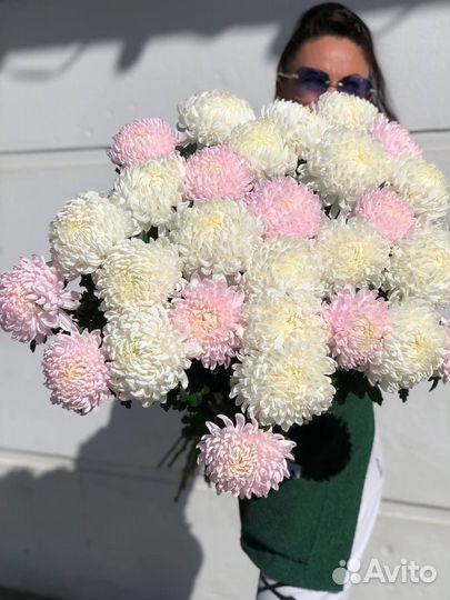 Большие хризантемы