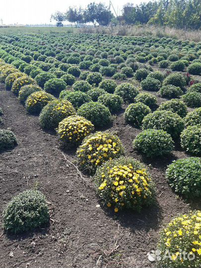 Хризантема шаровидная (мультифлора)