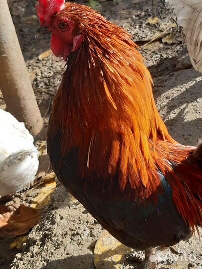 Карликовые петушки