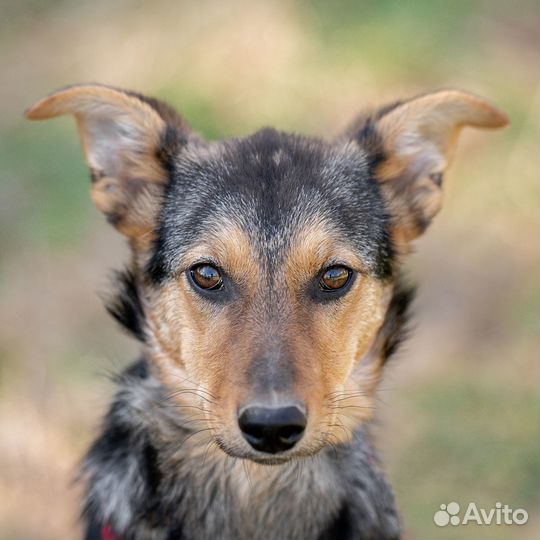 Щенок метис