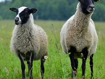 Овцы ягнята живым весом так и на мясо